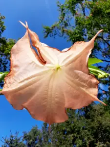 Allet 05 Pijlstaartrog